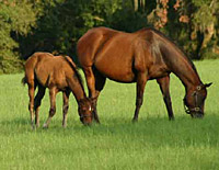 horse2_eah200.jpg