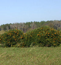 grove_0001.jpg