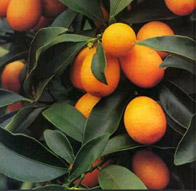 kumquats.jpg